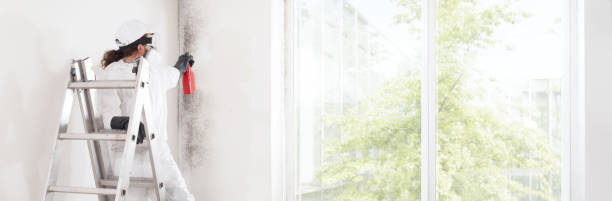 Best Black Mold Removal  in Country Clu, FL